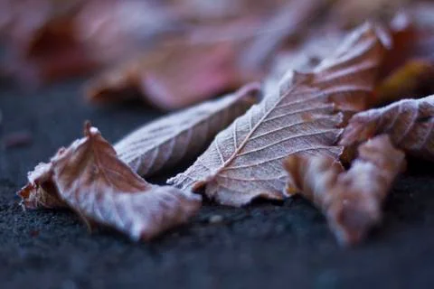 Frozen dew leafs Fotos Stock