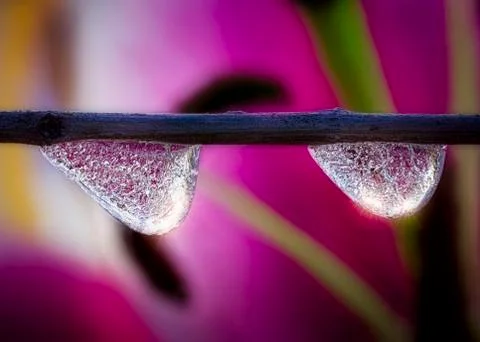Frozen Dewdrops Stock Photos