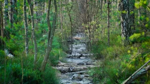 A frozen ditch with fallen trees in a green forest in the snowless winter 스톡 동영상 146078819