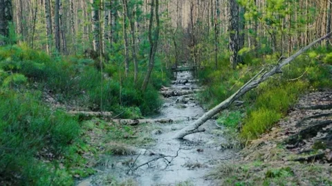 A frozen ditch with fallen trees in a green forest in the snowless winter 스톡 동영상 146078846