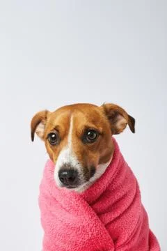 Frozen dog Stock Photos