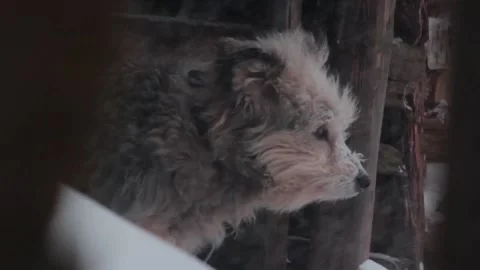 Frozen dog in the snow Видео 89027405
