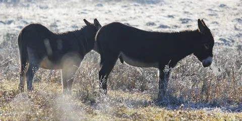 Frozen donkeys on field 스톡 사진