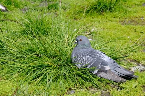 Frozen dove Stock Photos
