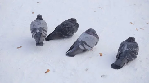 Frozen doves. Flock of doves in winter garden. Stock Footage 43009214