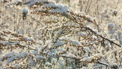 Frozen dried grass on winter field Stock Footage 150169554