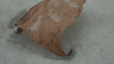Frozen, dried up leaf of a tree close up on the snow Vídeo Stock 144174868