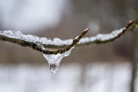 Frozen drop on a tree branch. Winter is coming. First frost. icicle on branch Stock Photos