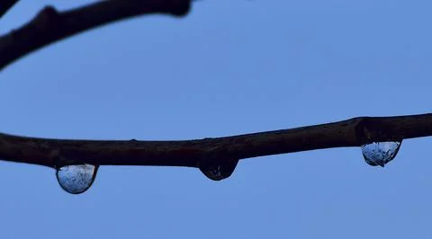 Frozen drops on a branch Stock Photos