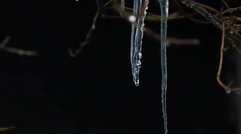 Frozen drops on the branches Stock Footage 48632210