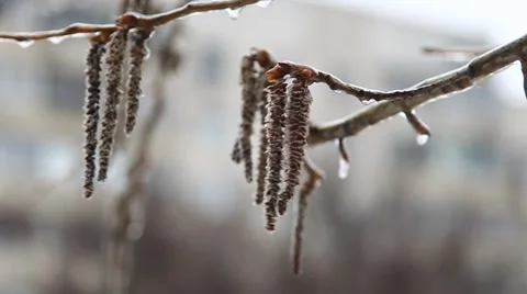 Frozen drops on the branches of trees Stock Footage 48632345