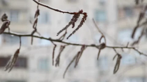 Frozen drops on the branches of trees Stock Footage 48632458