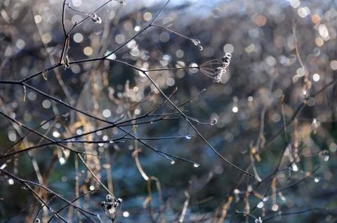 Frozen drops on the bush Stock Photos