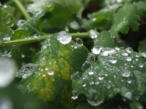 Frozen drops on a rape leaf Stock Photos