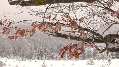Frozen Dry Beech Leaves On A Tree Branch Stock Footage 91732621