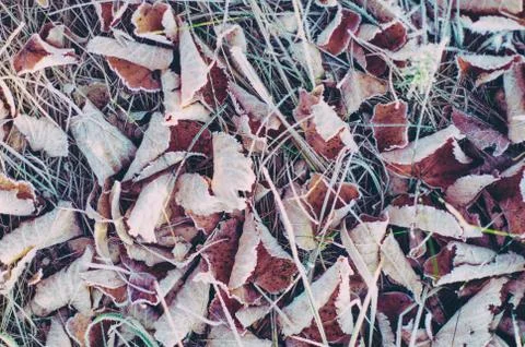 Frozen dry leaves Photos