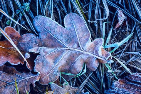 Frozen dry oak leaf Stock Photos