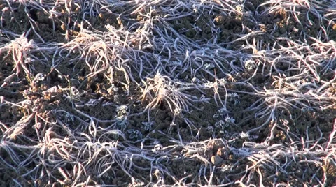 Frozen early spring crop field Stockbeeldmateriaal 39155665