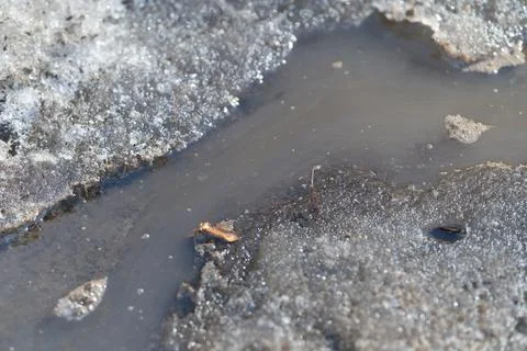 Frozen edge and murky reflection. Decayed leaf lying in cold sediment water. Wea Stock Photos