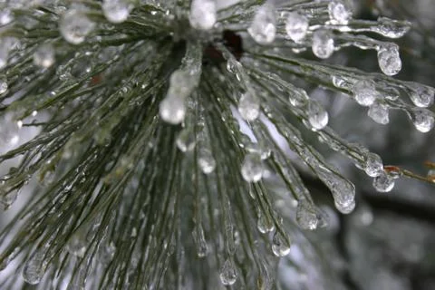 Frozen Evergreen 2 Stock Photos
