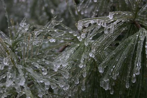 Frozen Evergreen Stock Photos