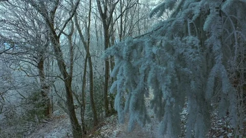 Frozen Evergreen Trees Along Winter Forest Trail Stock Footage 328829988