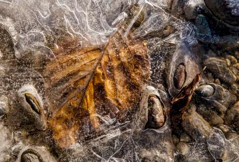 Frozen Fall Leaf Stock Photos