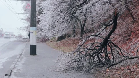 Frozen fallen bushes on the edge of road Video stock 70841650