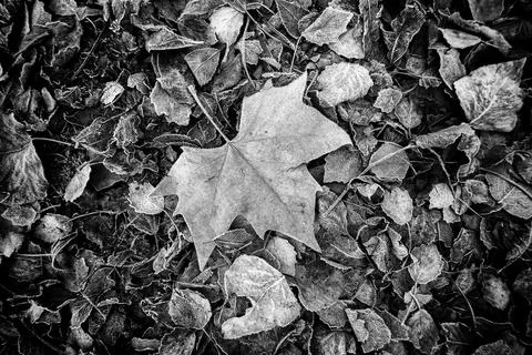 Frozen fallen leaf Stock Photos