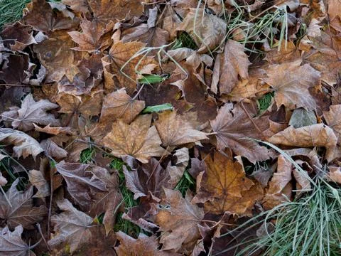 Frozen fallen maple leaves, macro. Stock Photos