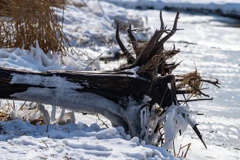 Frozen fallen tree with winter view of Barnegat Bay on background.  Island .. Stock Photos