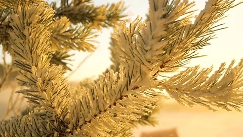 Frozen fir tree needles under the sunlight during strong wind Vídeos de archivo 72788934
