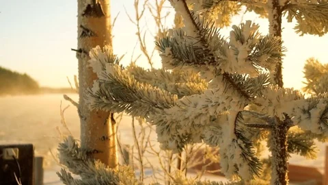 Frozen fir tree needles under the sunlight during strong wind Vídeo Stock 72789391