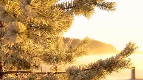 Frozen fir tree needles under the sunlight during strong wind Stock Footage 72821178
