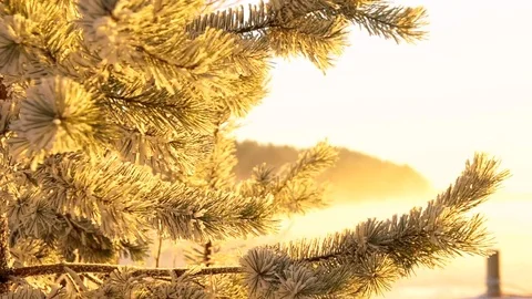 Frozen fir tree needles under the sunlight during strong wind Stock Footage 72821854