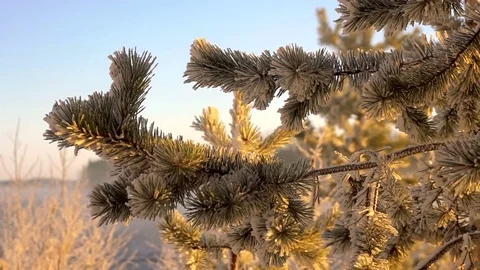 Frozen fir tree needles under the sunlight during strong wind Vídeos de archivo 72822292