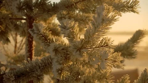 Frozen fir tree needles under the sunlight during strong wind Видео 72822548