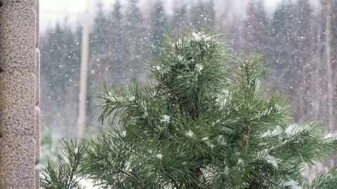 Frozen fir tree needles under the sunlight during strong wind Stock Footage 79612509