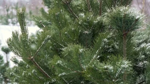 Frozen fir tree needles under the sunlight during strong wind Stock Footage 79616276