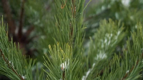 Frozen fir tree needles under the sunlight during strong wind Stock Footage 79616425