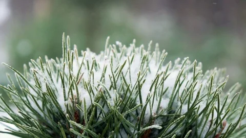 Frozen fir tree needles under the sunlight during strong wind Stock Footage 79617604