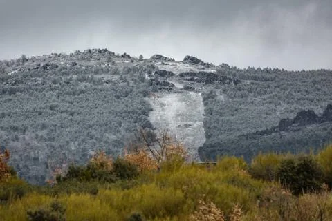 Frozen firebreak in the forest Foto stock