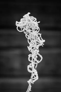 Frozen fireweed Stock Photos