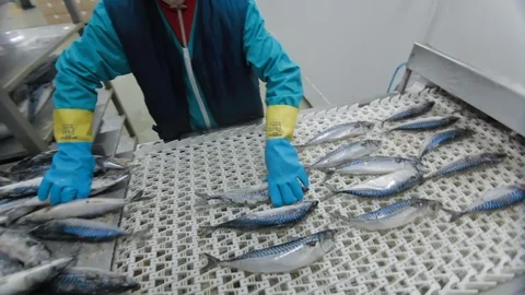 Frozen fish are getting cleaned by the staff of factory. Transporting mechanism Stock Footage 126267845