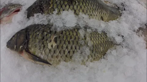 Frozen fish on the counter decomposed with ice in supermarket Stock Footage