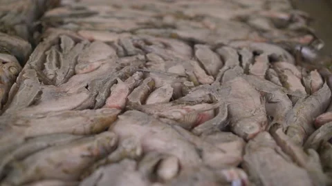 Frozen fish in a fish factory. A batch of frozen fish Stock Footage 168380239