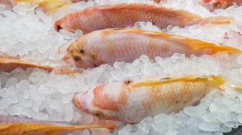 Frozen fish in ice to keep freshness and sell to customers in the shop. Stock Photos