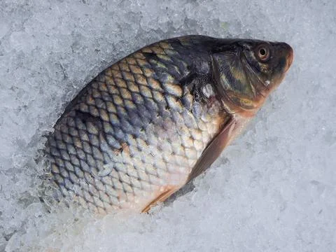 Frozen fish on ice Stock Photos