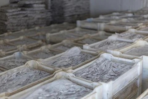Frozen fish packed in boxes is stored in the refrigerator. Stock Photos