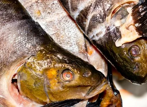 Frozen fish. 스톡 사진